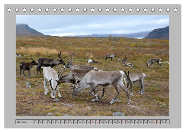 Produktbild: Rentiere im Hohen Norden (Tischkalender 2026 DIN A5 quer), CALVENDO Monatskalender