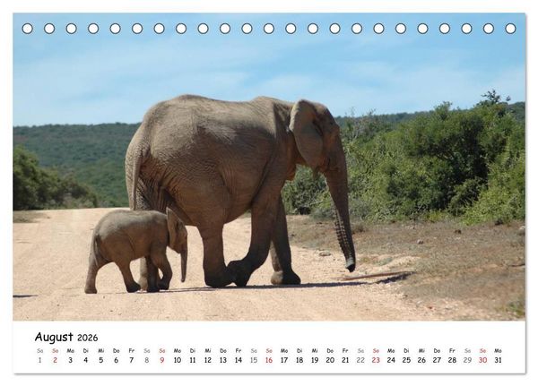Produktbild: Afrikanische Elefanten in ADDO (Tischkalender 2026 DIN A5 quer), CALVENDO Monatskalender
