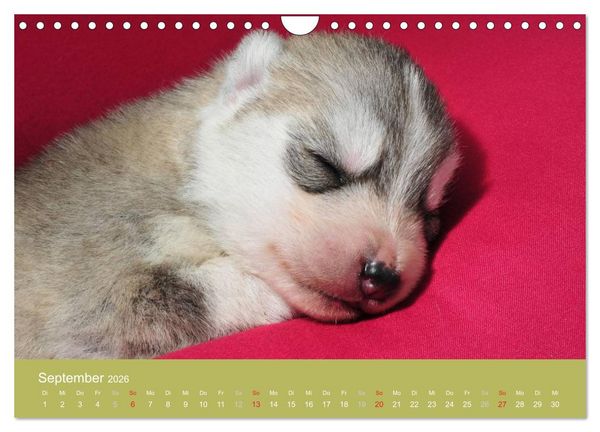 Produktbild: Husky Welpen (Wandkalender 2026 DIN A4 quer), CALVENDO Monatskalender