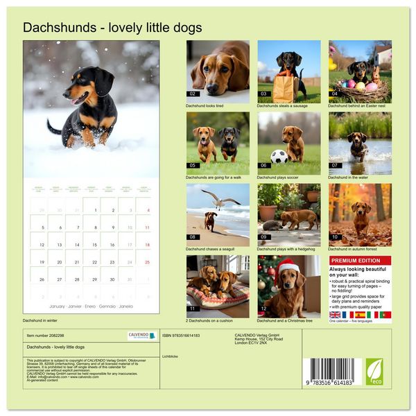 Produktbild: Dachshunds - lovely little dogs (Wall Calendar 2026 12 &times; 12 Inch) CALVENDO 12 Month Wall Calendar