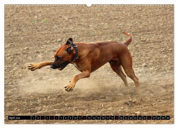 Produktbild: Rhodesian Ridgeback, Pure Lebensfreude (hochwertiger Premium Wandkalender 2026 DIN A2 quer), Kunstdruck in Hochglanz