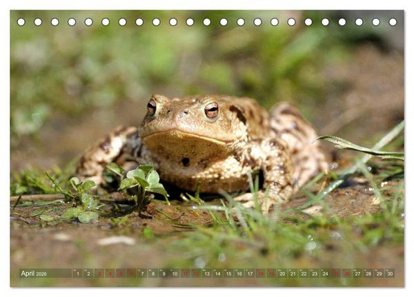 Produktbild: Kr&ouml;ten auf Wanderschaft (Tischkalender 2026 DIN A5 quer), CALVENDO Monatskalender