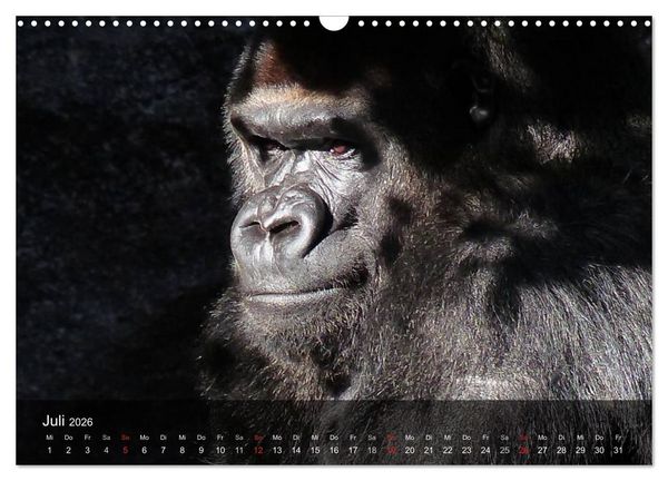 Produktbild: Gorillas. Friedliebende Kraftpakete (Wandkalender 2026 DIN A3 quer), CALVENDO Monatskalender