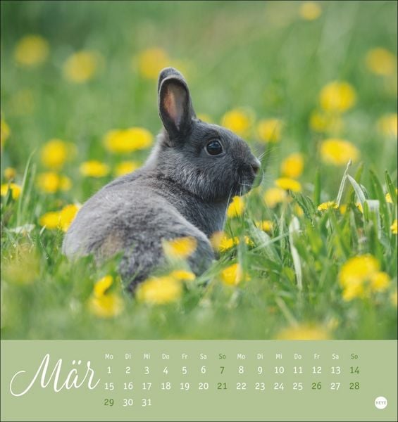 Produktbild: S&uuml;&szlig;e Kaninchen Postkartenkalender 2027