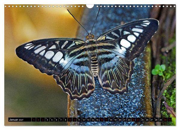 Produktbild: Fliegende Wunderwesen. Schmetterlinge weltweit, ganz nah (Wandkalender 2027 DIN A3 quer), CALVENDO Monatskalender