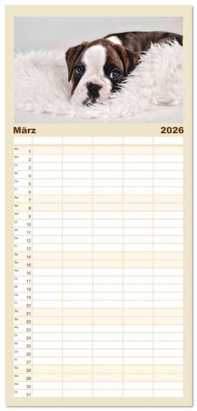 Produktbild: Familienplaner 2026 - Boxer Welpen einfach zuckers&uuml;&szlig; mit 5 Spalten (Wandkalender, 21 x 45 cm) CALVENDO