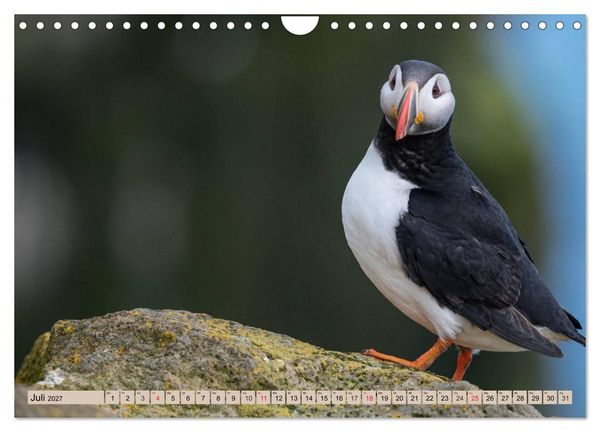 Produktbild: Papageitaucher - Puffins (Wandkalender 2027 DIN A4 quer), CALVENDO Monatskalender