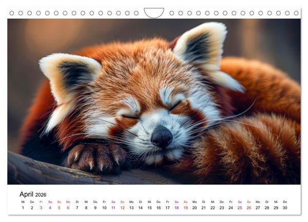 Produktbild: Der Rote Panda (Wandkalender 2026 DIN A4 quer), CALVENDO Monatskalender