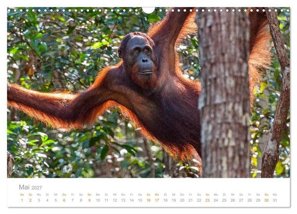 Produktbild: Orang-Utans Menschenaffen auf Borneo (Wandkalender 2027 DIN A3 quer), CALVENDO Monatskalender