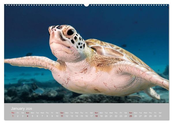 Produktbild: Caribbean Sea Turtles (High Quality Premium Wall Calendar 2026 DIN A2 landscape),CALVENDO 12 Month Wall Calendar