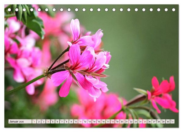 Produktbild: Pelargonien. Die Klassiker unter den Bl&uuml;hwundern (Tischkalender 2026 DIN A5 quer), CALVENDO Monatskalender