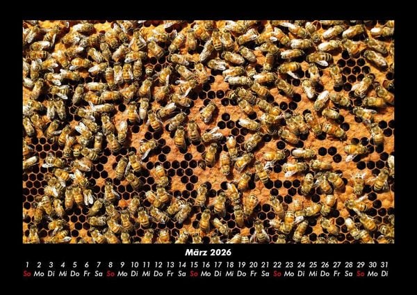Produktbild: Bienen 2026 Fotokalender DIN A3