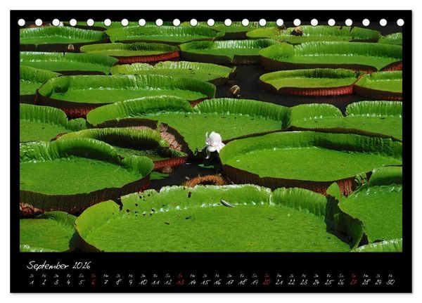 Produktbild: Mauritius (Tischkalender 2026 DIN A5 quer), CALVENDO Monatskalender
