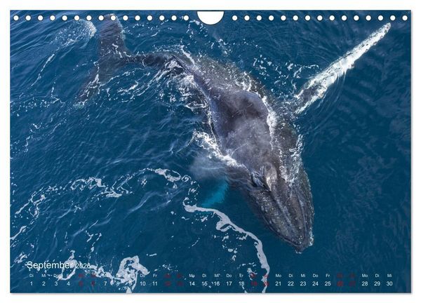 Produktbild: Antarktis, die eisige Heimat der Pinguine (Wandkalender 2026 DIN A4 quer), CALVENDO Monatskalender