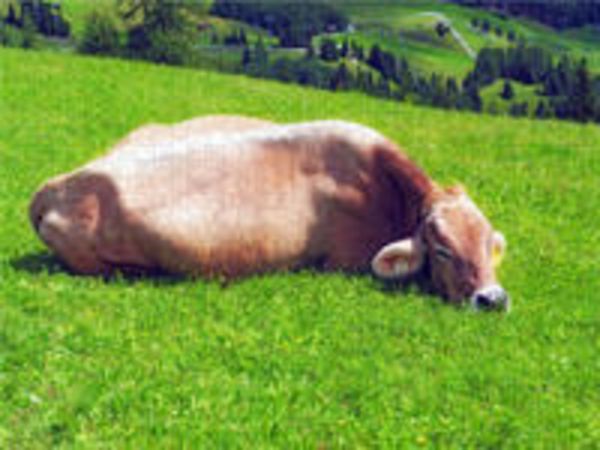 CALVENDO Puzzle Allgäuer Kuh beim chillen | 1000 Teile Lege-Größe 64x48cm Foto-Puzzle für glückliche Stunden