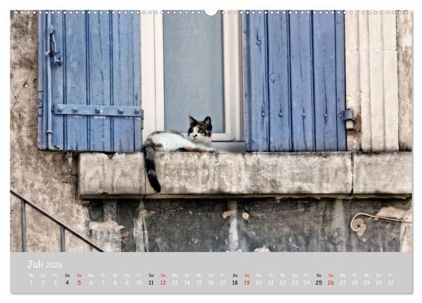 Produktbild: Katzen des S&uuml;dens (hochwertiger Premium Wandkalender 2026 DIN A2 quer), Kunstdruck in Hochglanz