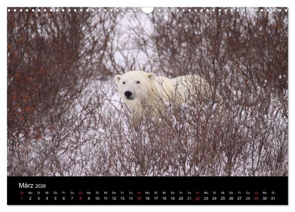 Produktbild: Arktische Tr&auml;ume - Eisb&auml;ren in Kanada (Wandkalender 2026 DIN A3 quer), CALVENDO Monatskalender