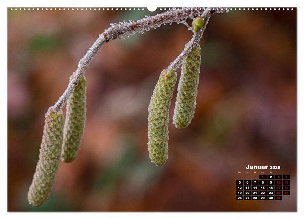 Produktbild: B&auml;ume im Detail (hochwertiger Premium Wandkalender 2026 DIN A2 quer), Kunstdruck in Hochglanz