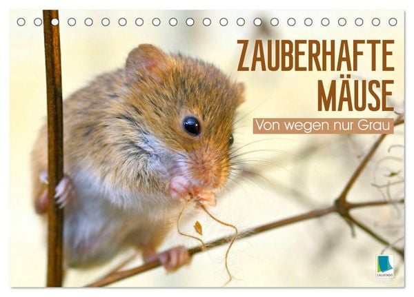 Produktbild: Zauberhafte M&auml;use: Von wegen nur Grau (Tischkalender 2026 DIN A5 quer), CALVENDO Monatskalender