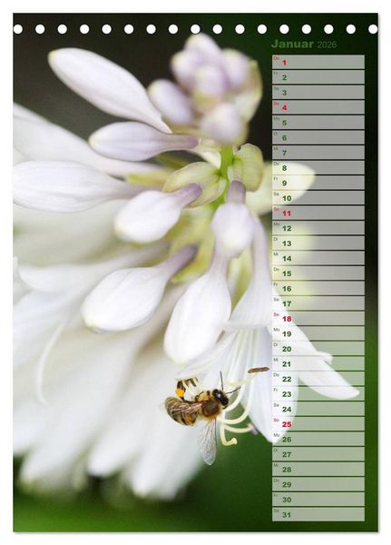 Produktbild: Hostas Herzblattlilien Funkien (Tischkalender 2026 DIN A5 hoch), CALVENDO Monatskalender