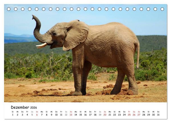 Produktbild: Afrikanische Elefanten in ADDO (Tischkalender 2026 DIN A5 quer), CALVENDO Monatskalender