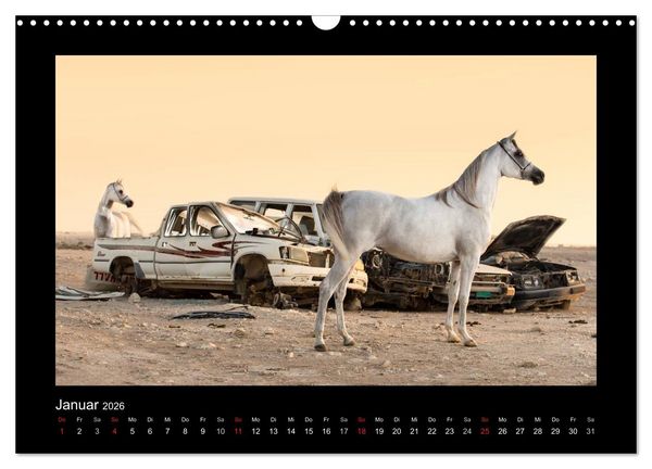 Produktbild: Vollblutaraber (Wandkalender 2026 DIN A3 quer), CALVENDO Monatskalender