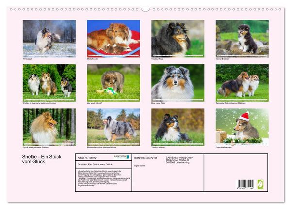 Produktbild: Sheltie - Ein St&uuml;ck vom Gl&uuml;ck (Wandkalender 2026 DIN A2 quer), CALVENDO Monatskalender