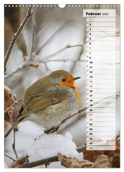Produktbild: Niedliche Rotkehlchen (Wandkalender 2026 DIN A3 hoch), CALVENDO Monatskalender