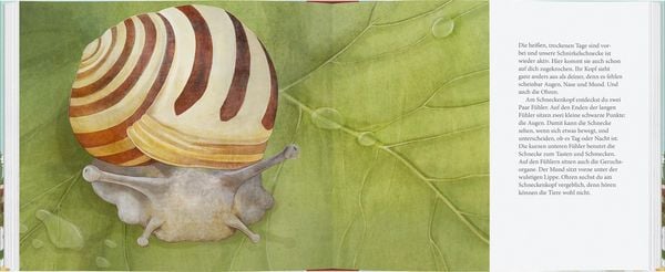 Produktbild: Schau mal, eine Schnecke!