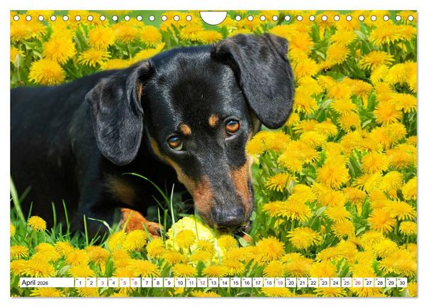 Produktbild: Dackeltr&auml;umereien - Kleine Helden auf 4 Pfoten (Wandkalender 2026 DIN A4 quer), CALVENDO Monatskalender