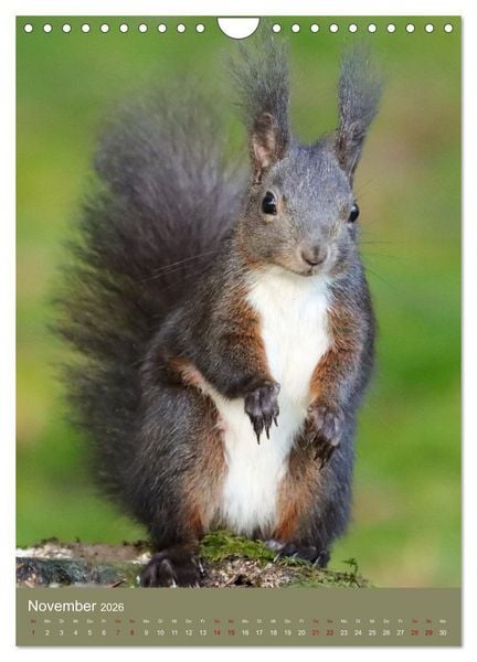 Produktbild: Eichh&ouml;rnchen - zauberhafte Waldbewohner (Wandkalender 2026 DIN A4 hoch), CALVENDO Monatskalender