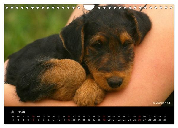 Produktbild: Airedale Terrier Welpen (Wandkalender 2026 DIN A4 quer), CALVENDO Monatskalender