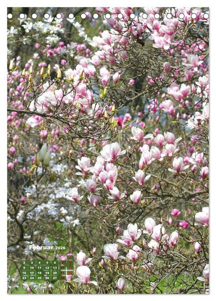 Produktbild: Magnolien Ein Fr&uuml;hlingstraum (Tischkalender 2026 DIN A5 hoch), CALVENDO Monatskalender