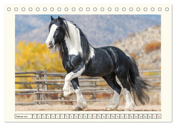 Produktbild: Irish Tinker Liebe. Der robuste Charme der Gypsy Cobs (Tischkalender 2027 DIN A5 quer), CALVENDO Monatskalender