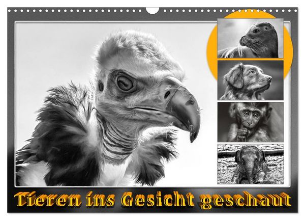Produktbild: Tieren ins Gesicht geschaut (Wandkalender 2026 DIN A3 quer), CALVENDO Monatskalender