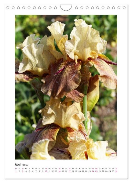 Produktbild: Traumhafte Iris (Wandkalender 2026 DIN A4 hoch), CALVENDO Monatskalender