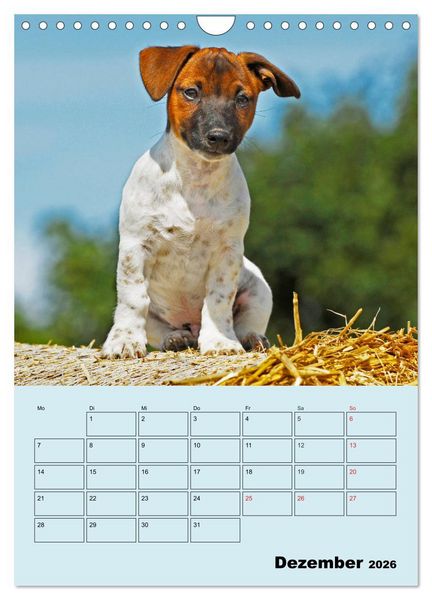 Produktbild: Familienplaner Jack und Parson Russell Terrier (Wandkalender 2026 DIN A4 hoch), CALVENDO Monatskalender