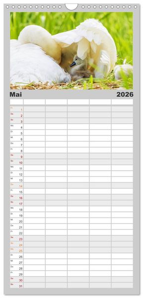 Produktbild: Familienplaner 2026 - Der H&ouml;ckerschwan elegant und stolz mit 5 Spalten (Wandkalender, 21 x 45 cm) CALVENDO