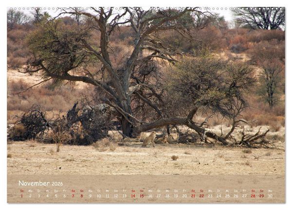 Produktbild: Kgalagadi - Fauna und Wildtiere in der Kalahari (hochwertiger Premium Wandkalender 2026 DIN A2 quer), Kunstdruck in Hochglanz