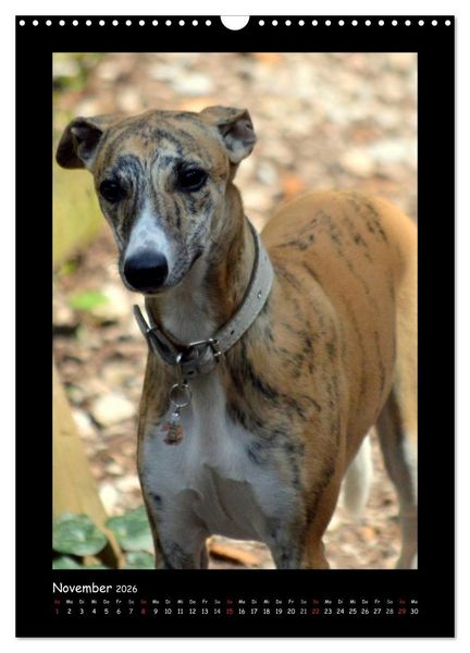 Produktbild: Ein Whippet wird erwachsen (Wandkalender 2026 DIN A3 hoch), CALVENDO Monatskalender