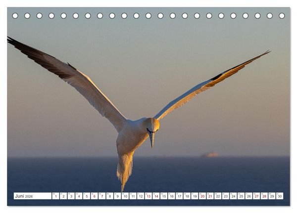 Produktbild: Basst&ouml;lpel - Helgolands faszinierende V&ouml;gel (Tischkalender 2026 DIN A5 quer), CALVENDO Monatskalender