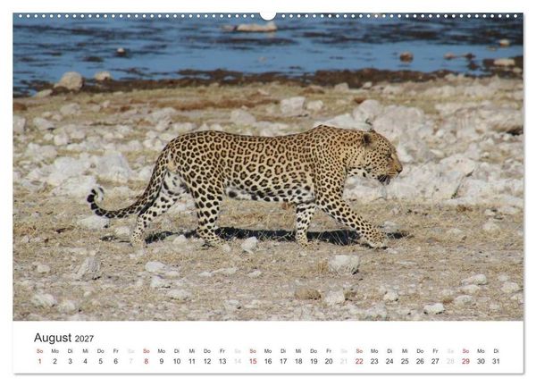 Produktbild: Namibia - Tierische Vielfalt (Wandkalender 2027 DIN A2 quer), CALVENDO Monatskalender