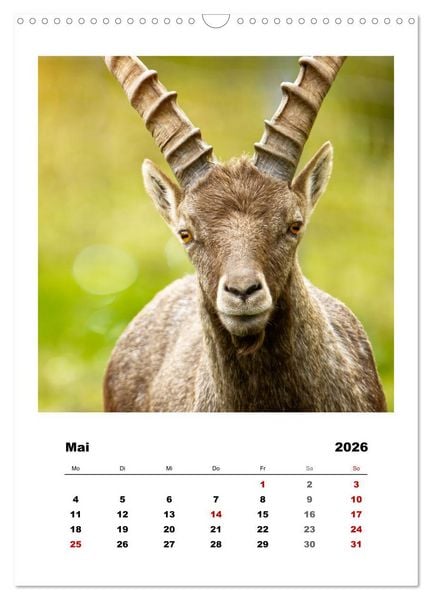 Produktbild: Alpen-Steinb&ouml;cke, imposante Horntr&auml;ger (Wandkalender 2026 DIN A3 hoch), CALVENDO Monatskalender