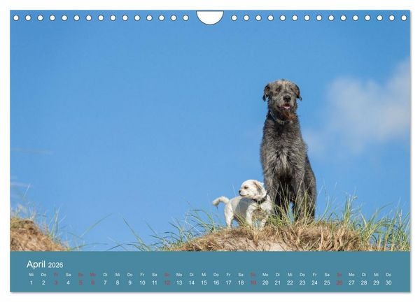 Produktbild: Irische Wolfshunde (Wandkalender 2026 DIN A4 quer), CALVENDO Monatskalender