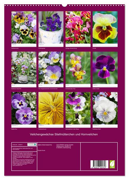 Produktbild: Veilchengew&auml;chse Stiefm&uuml;tterchen und Hornveilchen (hochwertiger Premium Wandkalender 2026 DIN A2 hoch), Kunstdruck in Hochglanz