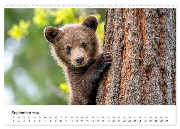 Produktbild: B&auml;ren - Die Macht der Natur (hochwertiger Premium Wandkalender 2026 DIN A2 quer), Kunstdruck in Hochglanz
