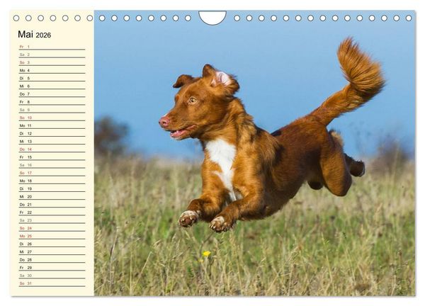 Produktbild: Toll, toll, Toller (Wandkalender 2026 DIN A4 quer), CALVENDO Monatskalender