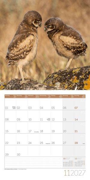 Produktbild: Eulen Kalender 2027 - 30x30 - Art12