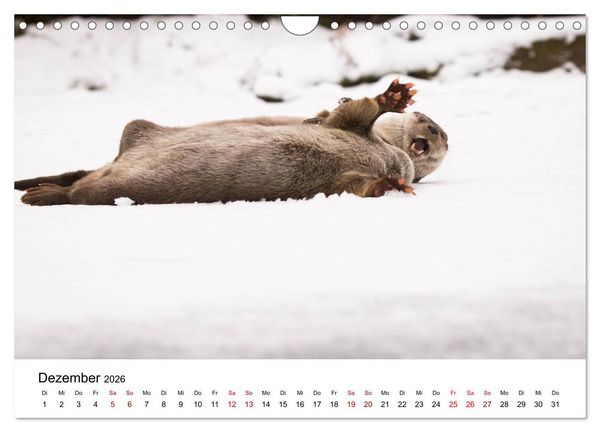Produktbild: Otter - J&auml;ger an Fl&uuml;ssen und Seen (Wandkalender 2026 DIN A4 quer), CALVENDO Monatskalender