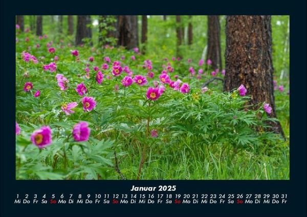 Produktbild: Pflanzen und Bl&uuml;ten 2025 Fotokalender DIN A4